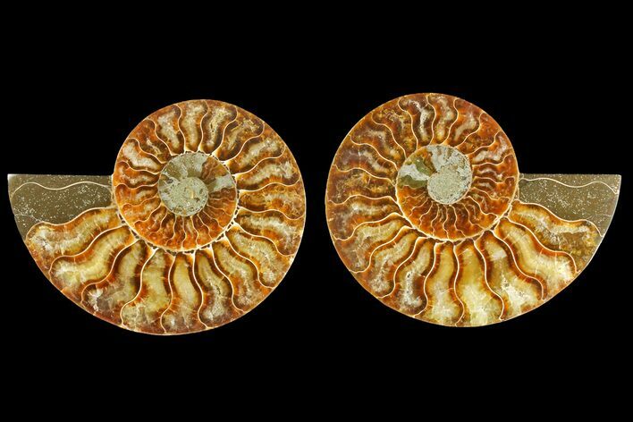 Agatized Ammonite Fossil - Madagascar #139736